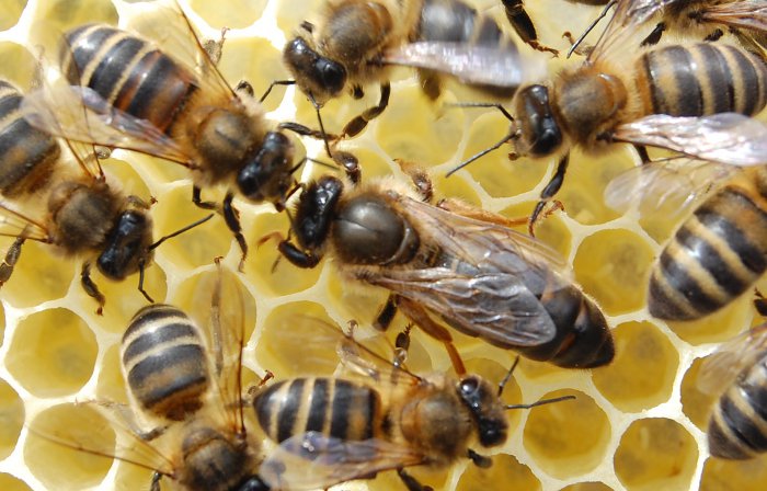 Abeja negra Canaria