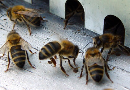 Abeja