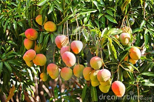 mango