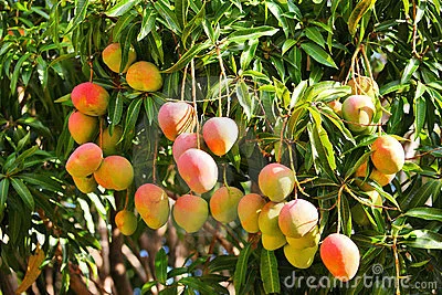 mango